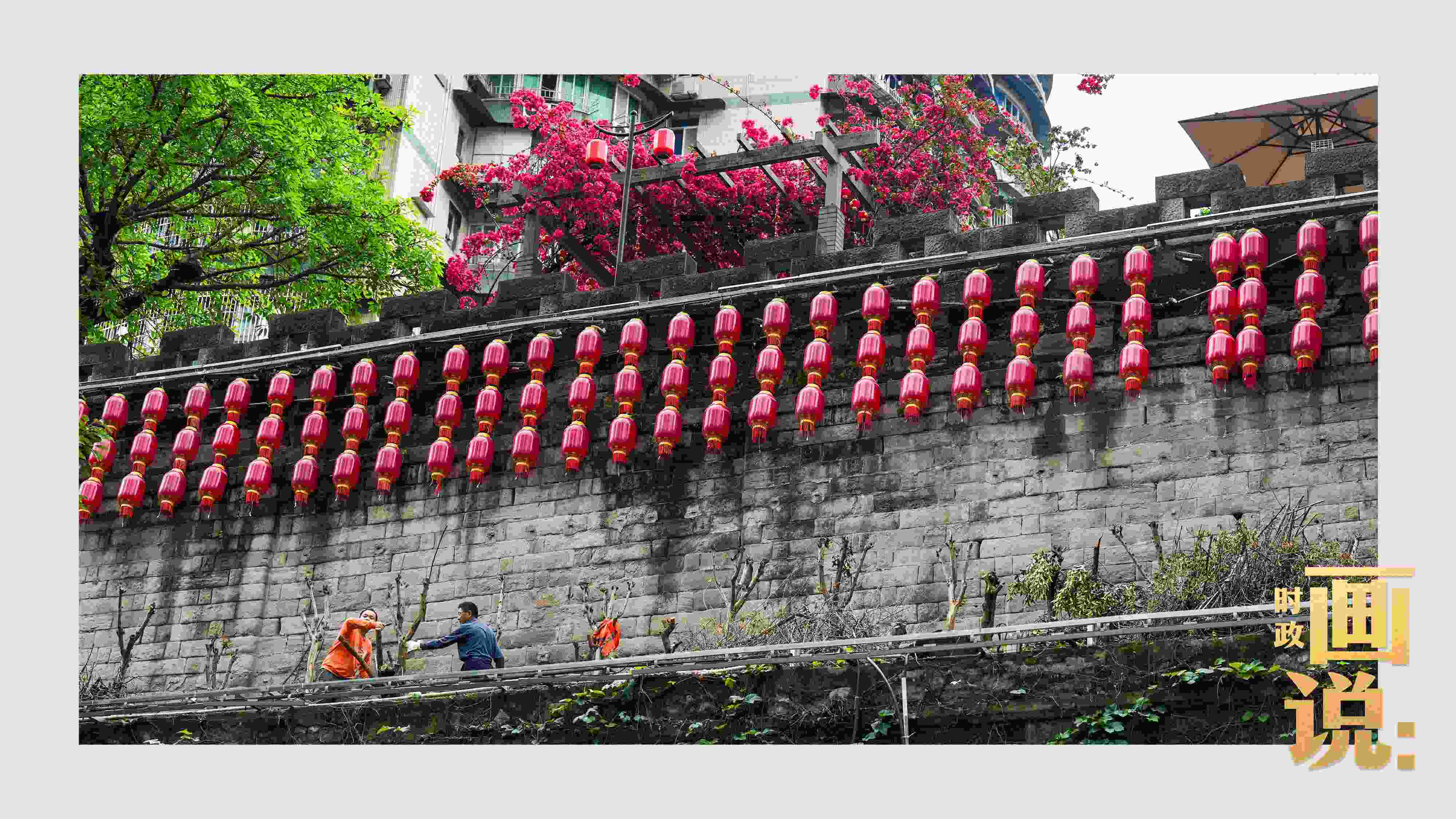 △盛放的三角梅下，園林工人修剪著古老通遠(yuǎn)門城墻上的一抹新綠。