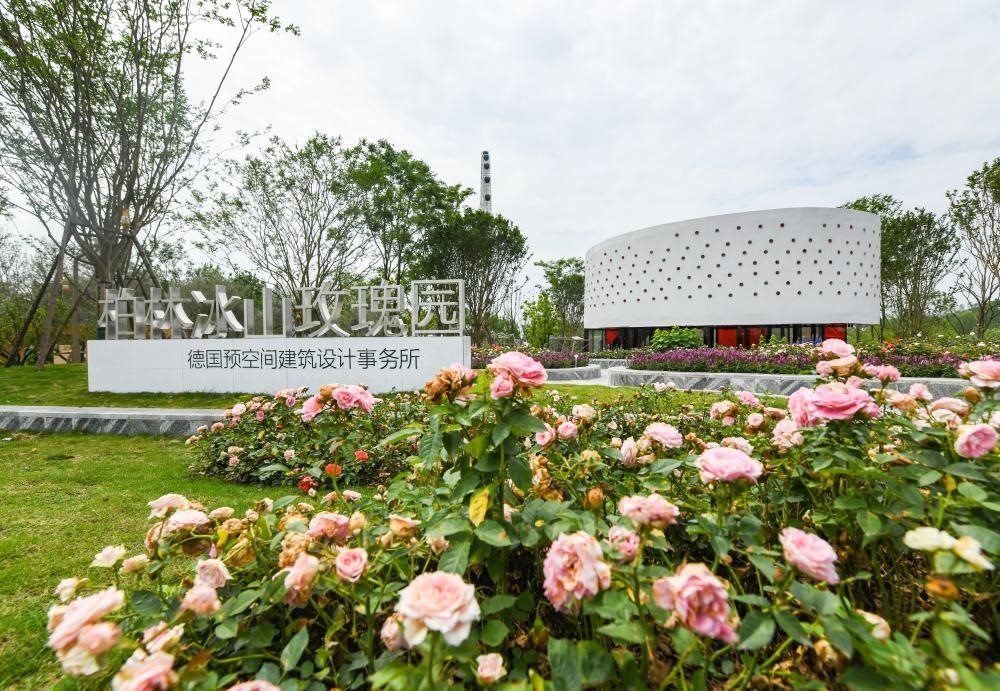 這是2024年4月22日拍攝的成都世園會主會場德國柏林冰山玫瑰園。新華社記者 王曦 攝