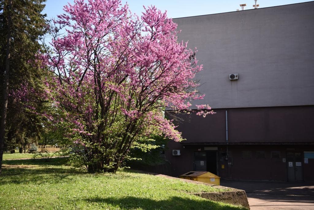 斯梅戴雷沃鋼廠里盛開的南歐紫荊花。