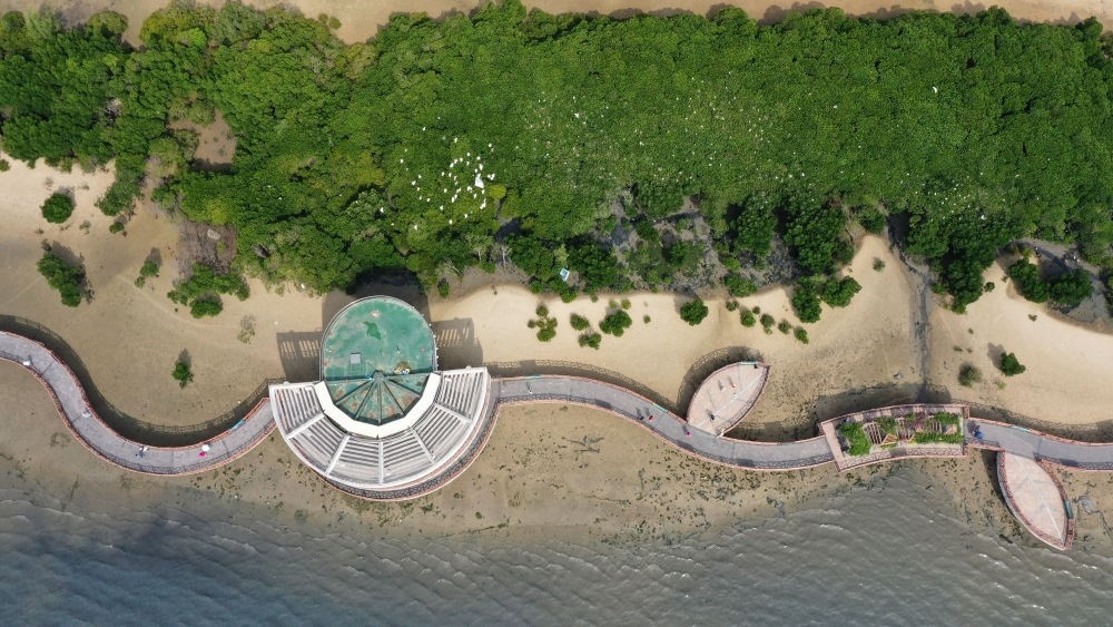 俯瞰廣東湛江市區(qū)海邊的紅樹林（2023年5月25日攝，無人機(jī)照片）。