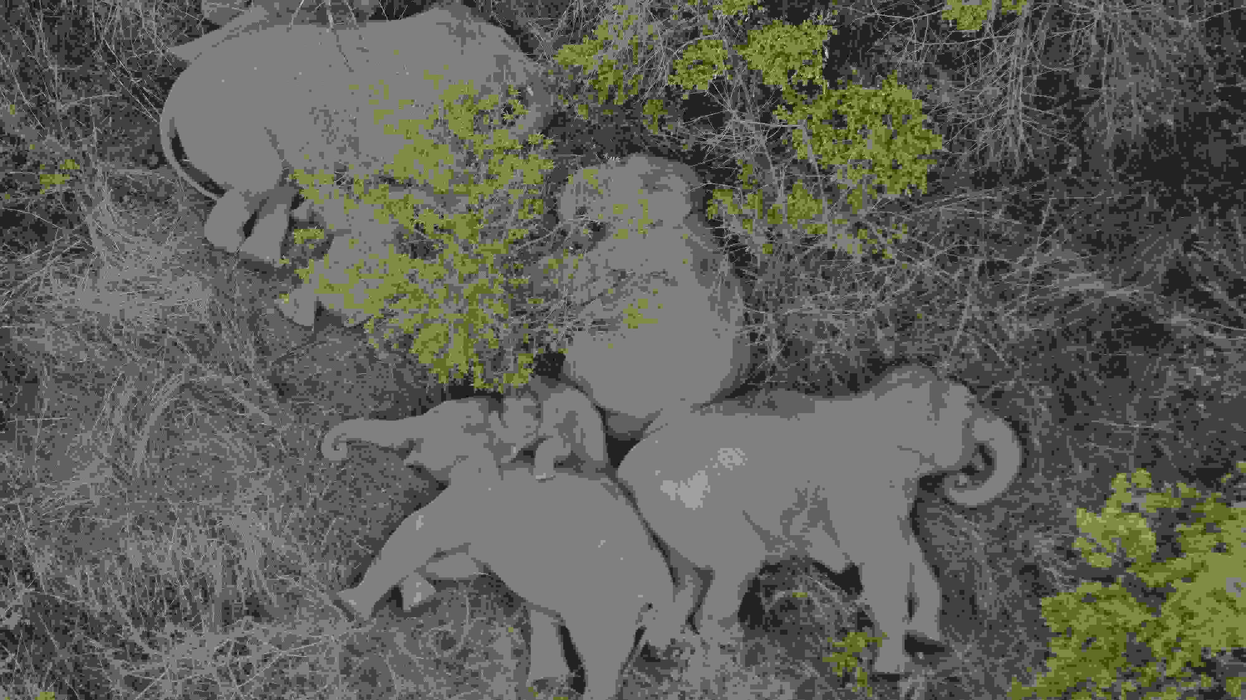 2021年6月7日，航拍顯示亞洲象群在云南省昆明市晉寧區(qū)夕陽鄉(xiāng)山林地里睡覺休息。