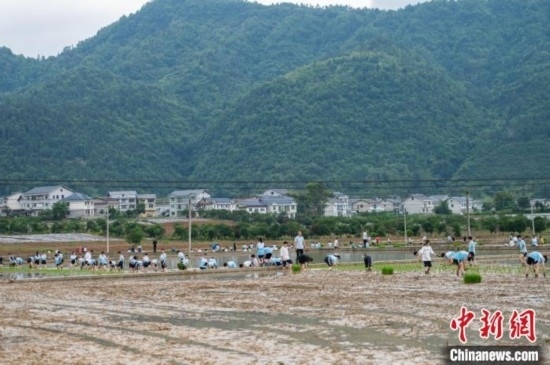 圖為5月21日，綏陽縣旺草中學學生在旺草萬畝大壩體驗插秧。唐哲 攝