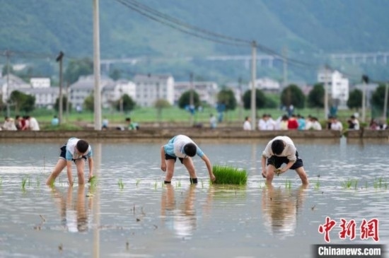 圖為5月21日，綏陽縣旺草中學學生在旺草萬畝大壩體驗插秧。唐哲 攝