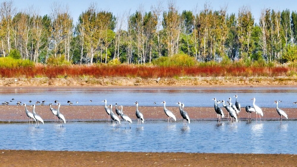 在山東黃河三角洲國(guó)家級(jí)自然保護(hù)區(qū)拍攝的白枕鶴（2022年10月18日攝）。新華社發(fā)（楊斌 攝）