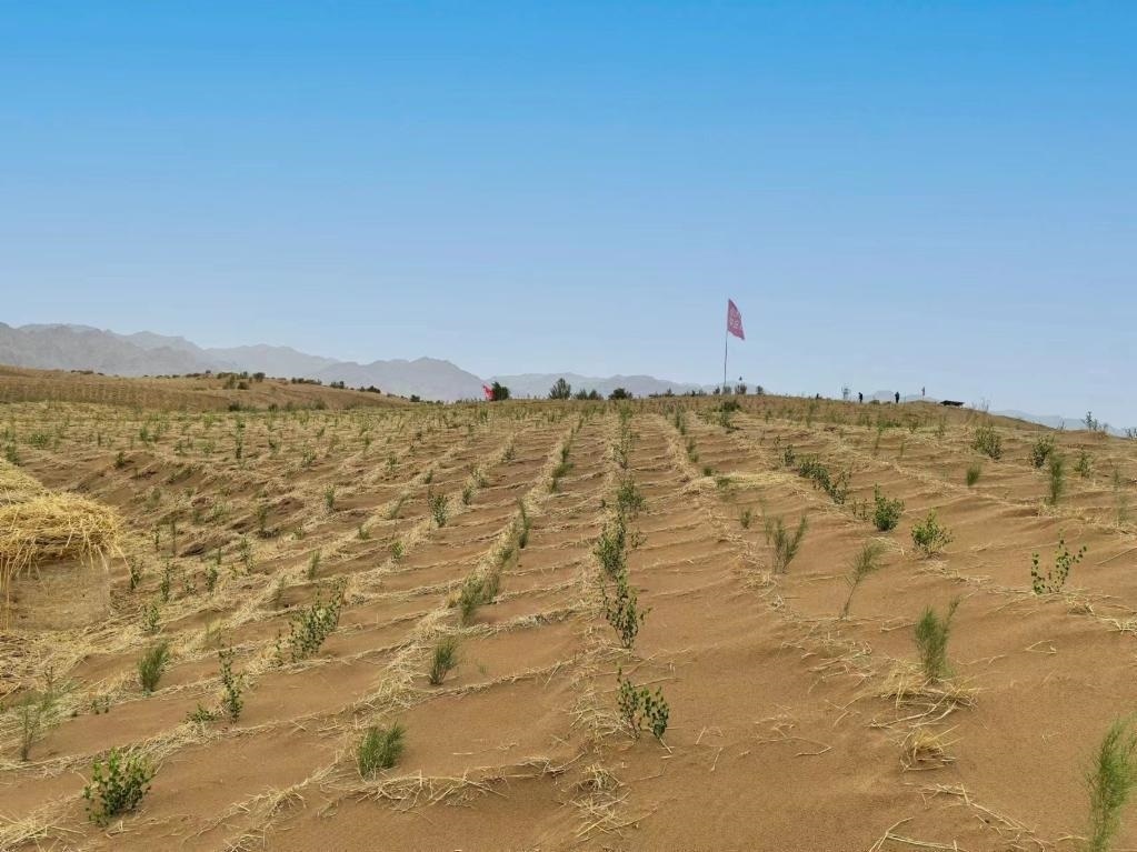 內(nèi)蒙古巴彥淖爾市杭錦后旗治沙新品種沙木蓼和四翅濱藜苗木示范區(qū)。新華社記者 李云平 攝