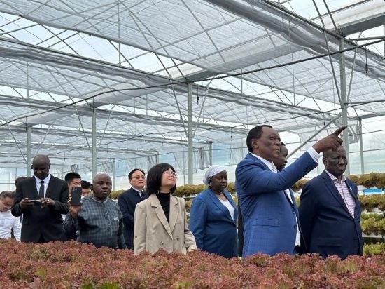 使節(jié)團考察貴州省清鎮(zhèn)駱家橋蔬菜保供基地的無土栽培溫室。新華社記者 袁睿 攝