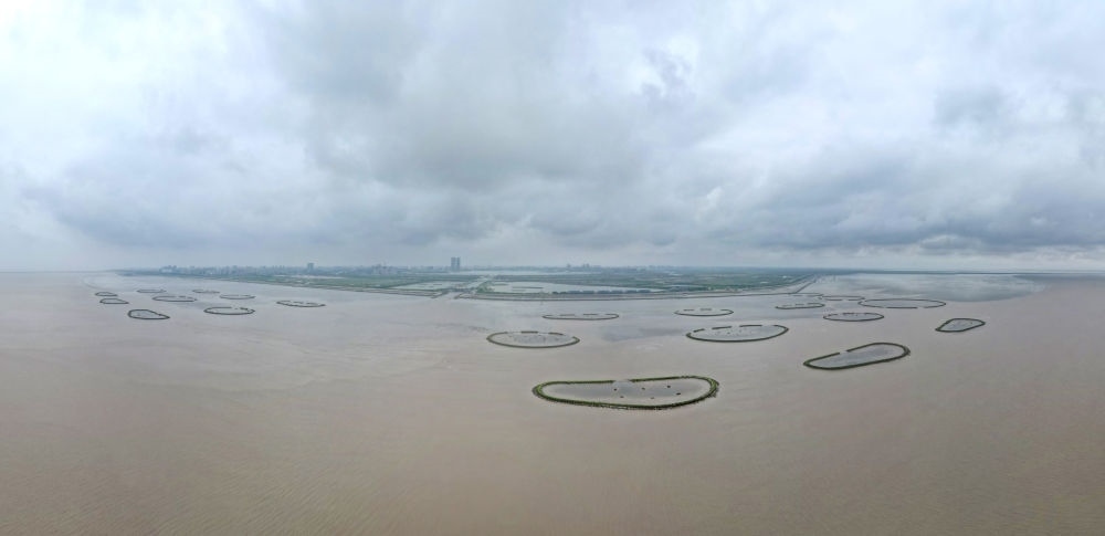 2024年5月31日，上海臨港新片區(qū)南匯嘴水域灘涂上的牡蠣礁（無人機照片）。新華社記者 方喆 攝