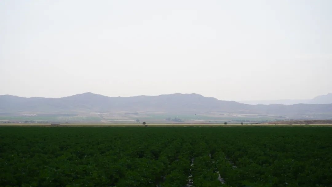 擴列孜鎮(zhèn)采用先進滴灌技術(shù)的棉田。曲頌攝