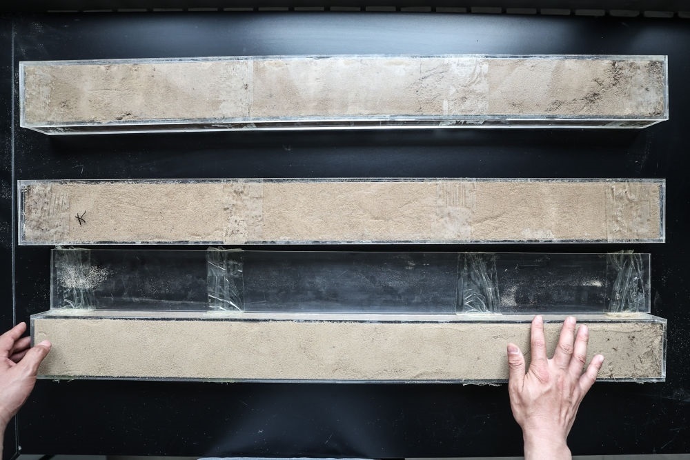 “草根博士”呂林有在遼寧省農(nóng)業(yè)科學(xué)院沙地治理與利用研究所章古臺基地實驗室整理提取的沙地土壤剖面樣本（2024年5月30日攝）。新華社記者 潘昱龍 攝