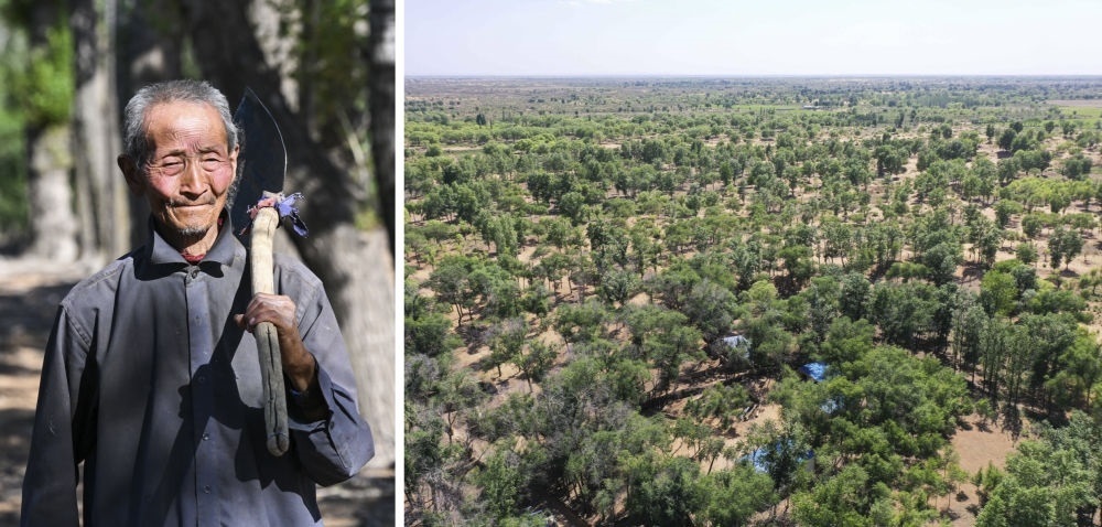 拼版照片：左圖為內(nèi)蒙古鄂托克前旗呼和陶勒蓋嘎查的牧民曹扎娃出門勞作（2023年6月14日攝）；右圖為曹扎娃的承包地（2023年6月14日攝，無人機照片）。20世紀(jì)80年代，在毛烏素沙地中，曹扎娃主動承包了2300多畝沙地。這么多年來，曹扎娃堅持種樹治沙，最終將沙地變成了林海。新華社記者 劉磊 攝