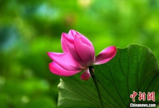 6月19日，時值一年畢業(yè)季，四川大學(xué)望江校區(qū)荷花池里的荷花盛開，成為了畢業(yè)生們的打卡圣地，吸引了眾多畢業(yè)生拍照留念。圖為盛開的荷花。中新社記者 安源 攝