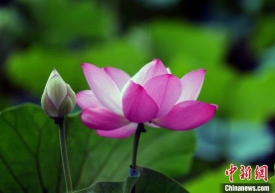 6月19日，時值一年畢業(yè)季，四川大學(xué)望江校區(qū)荷花池里的荷花盛開，成為了畢業(yè)生們的打卡圣地，吸引了眾多畢業(yè)生拍照留念。圖為盛開的荷花。中新社記者 安源 攝