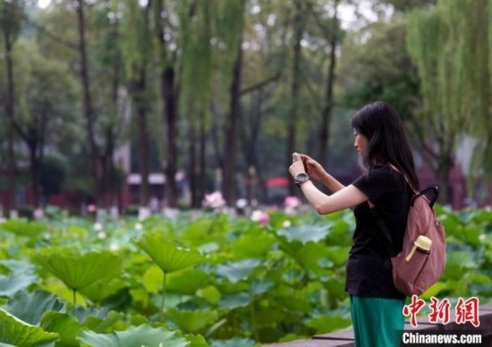 6月19日，時值一年畢業(yè)季，四川大學(xué)望江校區(qū)荷花池里的荷花盛開，成為了畢業(yè)生們的打卡圣地，吸引了眾多畢業(yè)生拍照留念。圖為畢業(yè)生在荷花池邊拍照留念。中新社記者 安源 攝