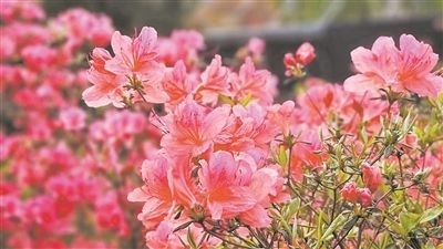 井岡山大學(xué)北區(qū)的生物園內(nèi)，一叢叢映山紅競相怒放。井岡山大學(xué)供圖