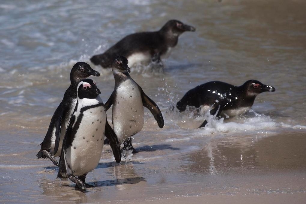 這是2021年9月29日在南非西蒙斯敦的博爾德斯海灘拍攝的捕食歸來的非洲企鵝。新華社記者 陳誠 攝