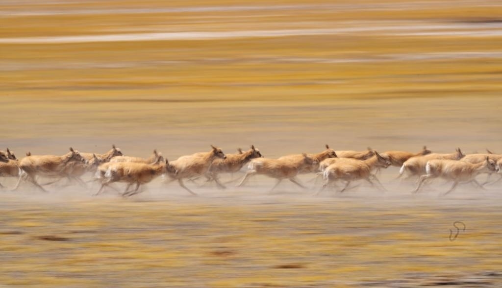 2024年6月13日，在羌塘國家級自然保護(hù)區(qū)，遷徙中的藏羚羊奔跑起來。新華社記者費(fèi)茂華攝