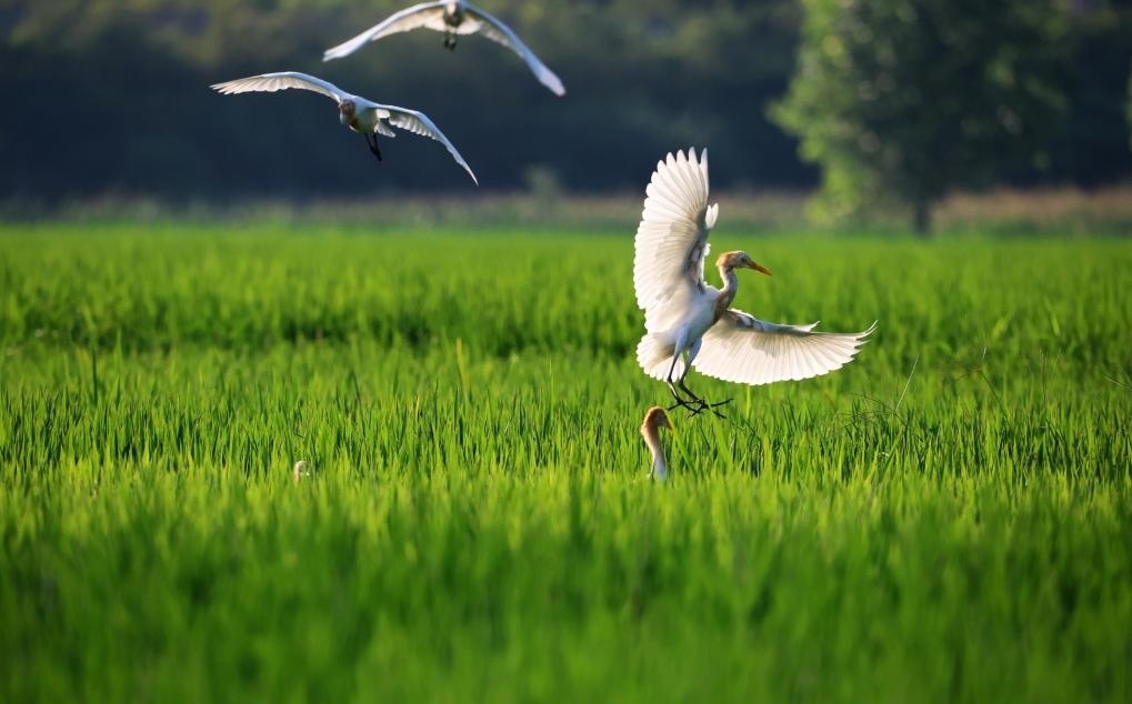 2023年8月7日，鷺鳥在山東省臨沂市郯城縣郯城街道水稻田間飛舞。新華社發(fā)（張春雷 攝）