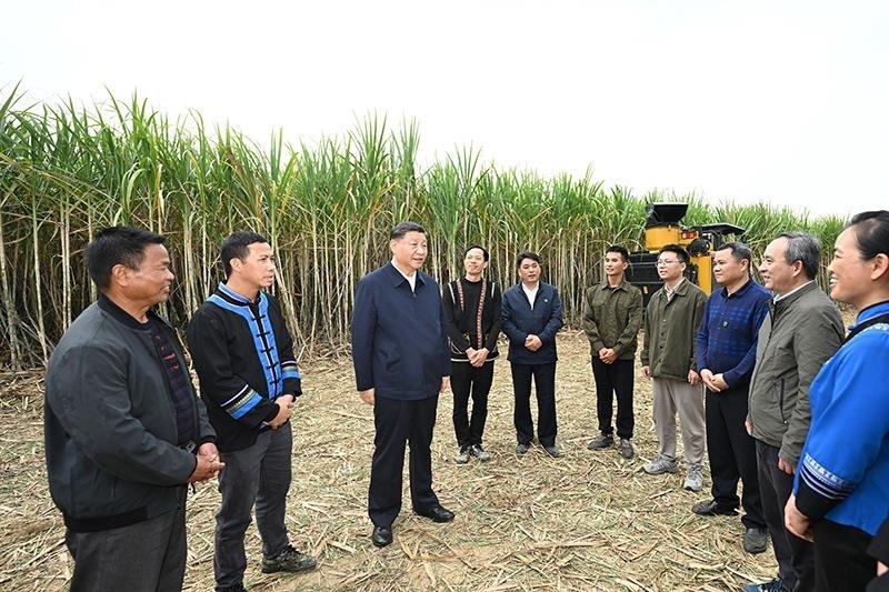 2023年12月14日，習(xí)近平總書記在廣西來(lái)賓市國(guó)家現(xiàn)代農(nóng)業(yè)產(chǎn)業(yè)園黃安優(yōu)質(zhì)“雙高”糖料蔗基地考察時(shí)，同蔗農(nóng)、農(nóng)機(jī)手和農(nóng)技人員親切交流。