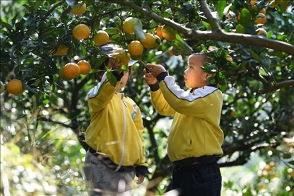 貴州黃平縣小朋友在校外勞動(dòng)實(shí)踐基地采摘柑橘。