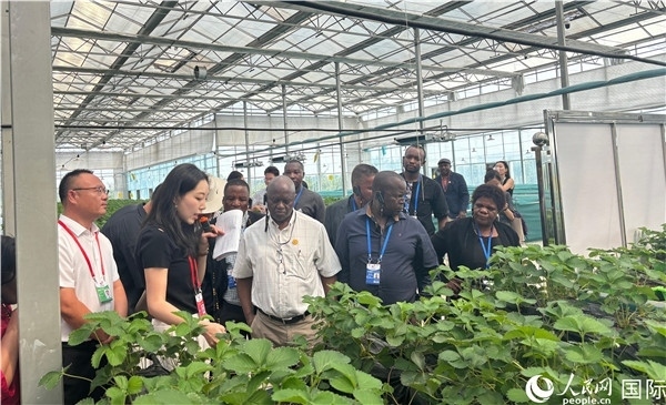 研討班成員在大棚中了解植物種植技術(shù)。人民網(wǎng) 曹欣悅攝