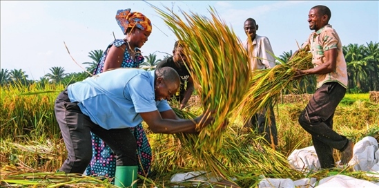 2018 年，中國農業(yè)專家組在布隆迪布班扎省吉漢加縣設立首個水稻減貧示范村。圖為當地農戶在稻田里給雜交水稻脫粒（2023 年 6 月 20 日攝） 韓旭攝 / 本刊
