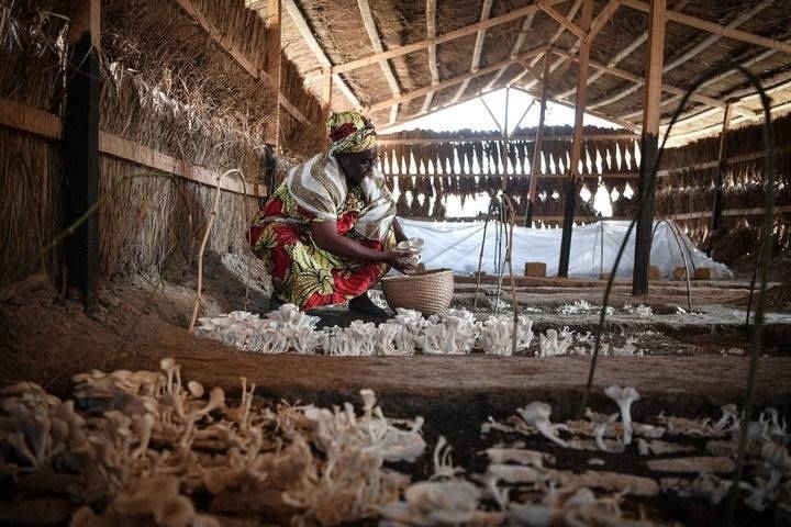 2024年2月6日，在中非共和國達馬拉，法蒂瑪在菇棚內(nèi)收獲菌草菇。2022年，法蒂瑪在聽說中國菌草專家在班吉傳授技術(shù)后主動前往學(xué)習(xí)，從一間小菌棚起步，逐漸擴大為如今小有名氣的合作社。新華社記者 韓旭 攝