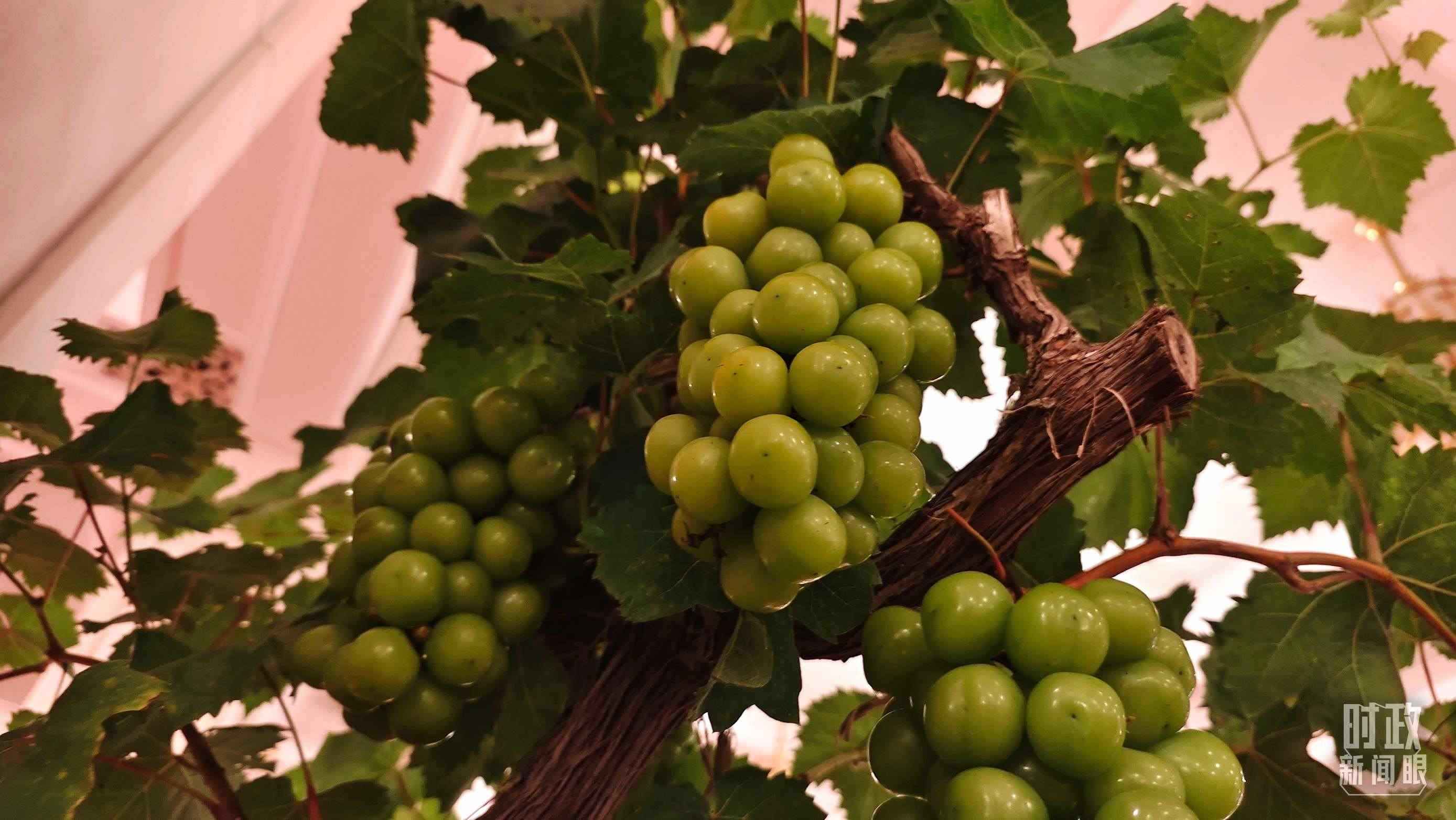  △人民大會(huì)堂的盆景，碩果累累。（總臺(tái)央視記者韓銳拍攝）