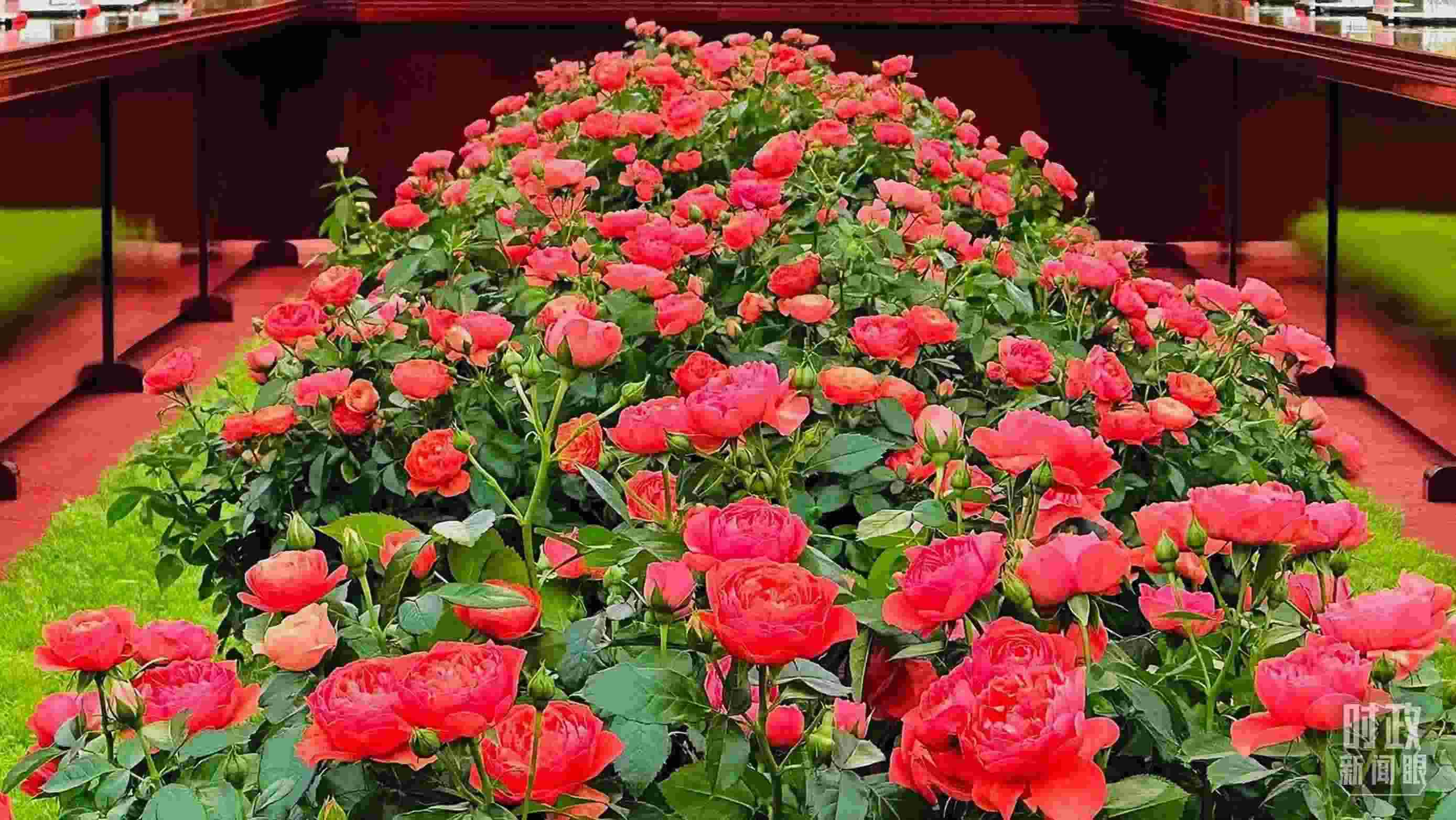 東大廳會(huì)談桌中間擺放的紅果汁月季，象征著蓬勃與堅(jiān)韌。（總臺(tái)央視記者范一鳴拍攝）