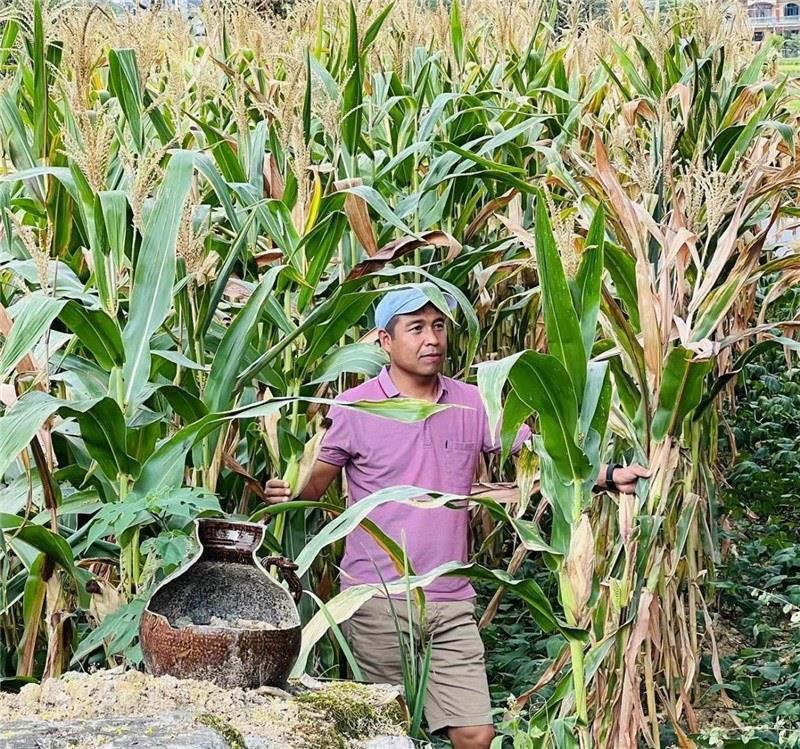 不是攀登石林高臺，就是鉆入玉米莊稼地，吉爾吉斯斯坦《自由之山報》總編輯納拉雷·阿桑巴耶夫“身手不凡”，與生長旺盛的玉米構(gòu)成了花茂村的鄉(xiāng)間野趣。（張亞欣攝）