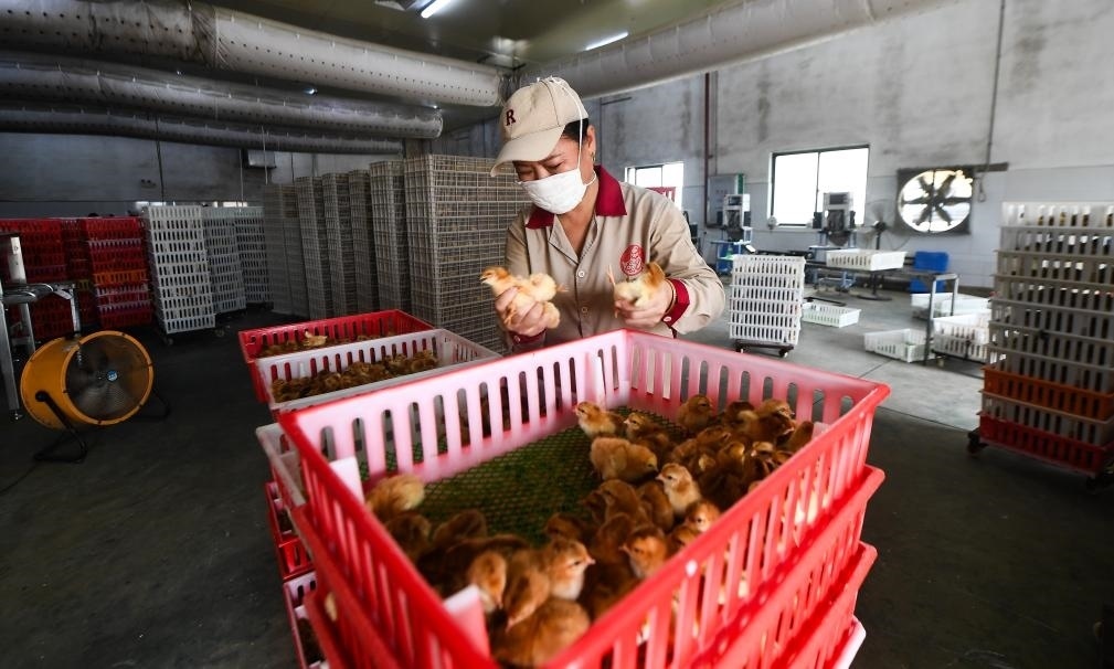 在文昌市的海南（潭牛）文昌雞股份有限公司孵化廠，工人在挑選文昌雞苗。新華社記者楊冠宇 攝