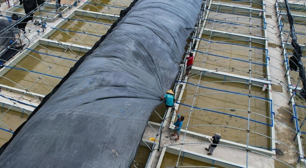 在文昌市翁田鎮(zhèn)的海興農(nóng)翁田蝦苗場，工人重新鋪設(shè)頂棚。無人機(jī)照片，新華社記者楊冠宇 攝