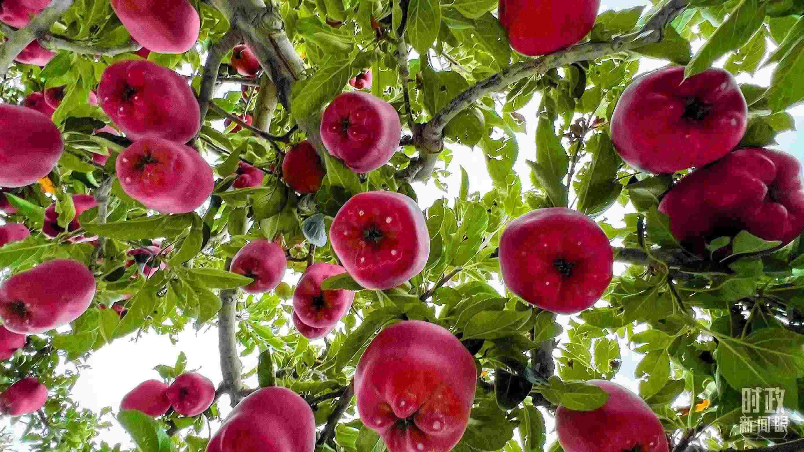 △ 麥積區(qū)南山花牛蘋果基地。（總臺央視記者程鋮拍攝）