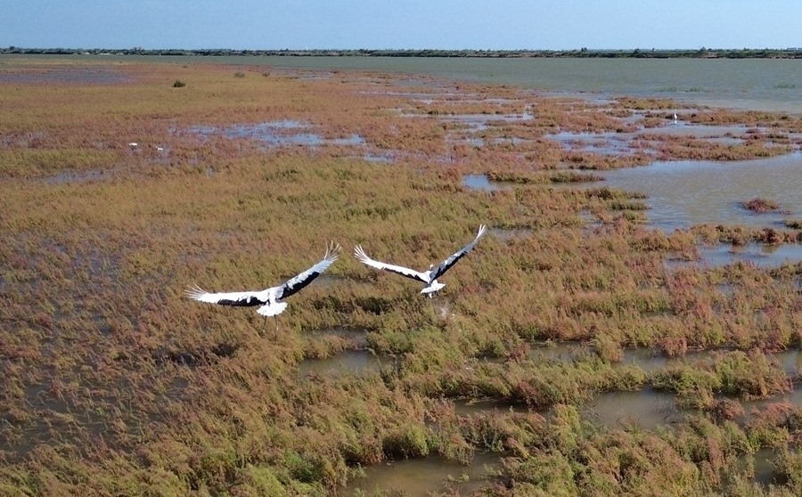 2024年8月28日，丹頂鶴在黃河三角洲國(guó)家級(jí)自然保護(hù)區(qū)展翅翱翔（無人機(jī)照片）。新華社記者 徐速繪 攝