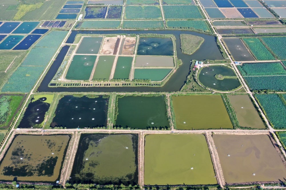 2024年8月13日在山西省臨猗縣薛公村拍攝的蟹塘（無人機照片）。薛公村位于黃河岸邊，有5000多畝黃河灘涂和近5000畝荒溝。當?shù)赝ㄟ^將荒溝和灘涂進行整合，發(fā)展特色水產(chǎn)養(yǎng)殖，讓守著黃河水、住在黃河灘的薛公村村民有了新的致富路。