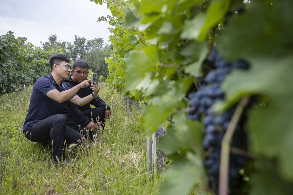 2024年8月15日，技術(shù)人員（左）和工作人員在寧夏銀川市西夏區(qū)的一個葡萄園工作。為推動黃河流域生態(tài)保護和高質(zhì)量發(fā)展先行區(qū)建設(shè)，銀川市積極打造高標準葡萄園，借助各種傳感器監(jiān)測釀酒葡萄的生長狀態(tài)，實現(xiàn)精準灌溉，從而高效節(jié)約黃河水。