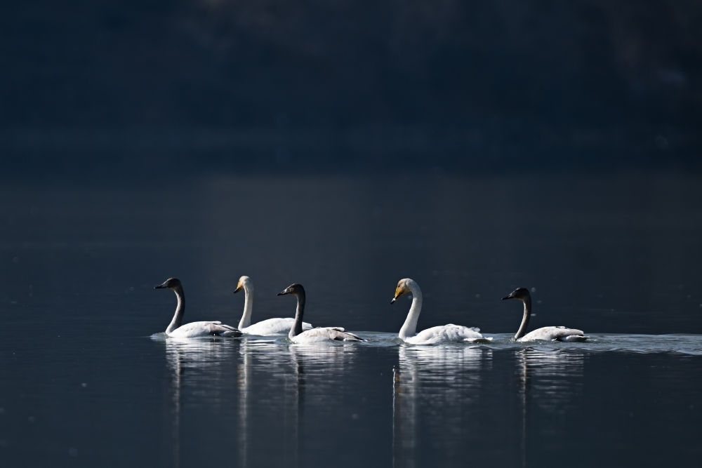 2023年11月30日，天鵝在青海省海東市化隆回族自治縣群科鎮(zhèn)境內(nèi)的黃河上游弋。近年來，青海省加大力度保護治理境內(nèi)黃河流域，改善當?shù)厣鷳B(tài)環(huán)境，為越冬候鳥提供良好棲息地。