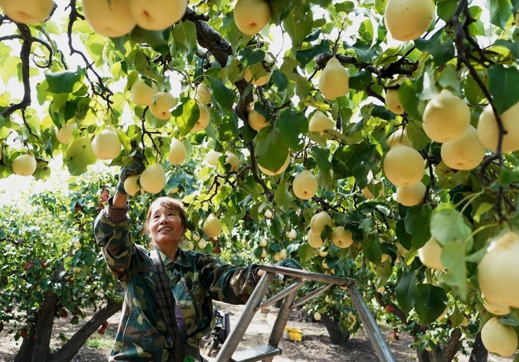 9月13日，河北省晉州市的農(nóng)民在果園采摘鴨梨。新華社記者楊世堯 攝