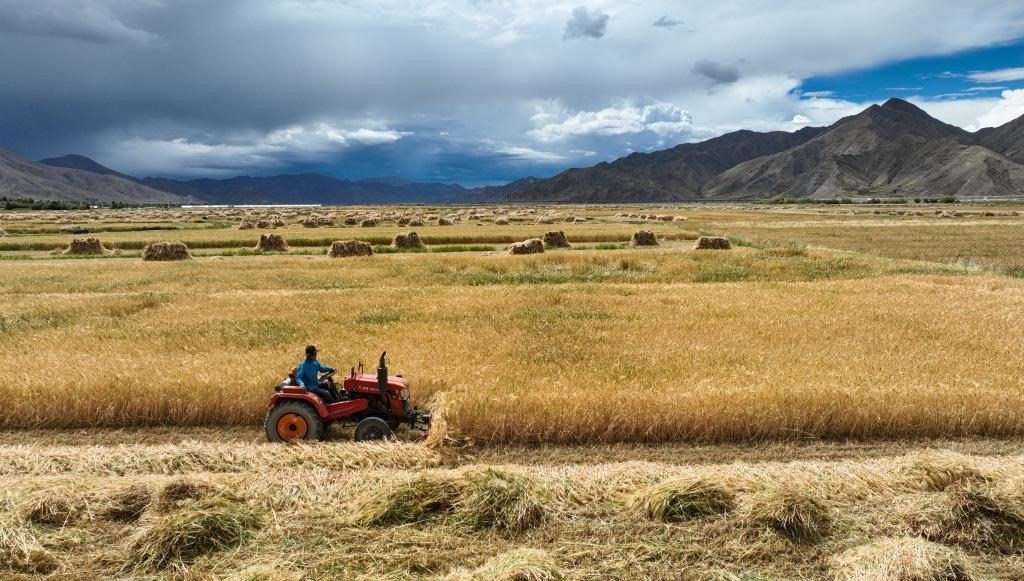9月10日，在西藏日喀則市白朗縣巴扎鄉(xiāng)拍攝的秋收?qǐng)鼍埃o(wú)人機(jī)照片）。新華社記者晉美多吉 攝