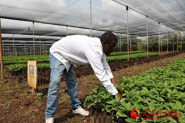 農(nóng)場協(xié)調(diào)員艾哈邁德·耶曼正在檢查咖啡幼苗。人民網(wǎng)記者 沈小曉攝