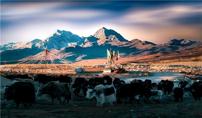 雅拉雪山上的牦牛群。蕭旺擺攝