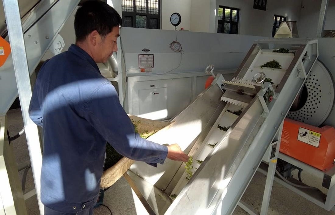  茶廠工人正在查看茶青質量。 受訪者供圖