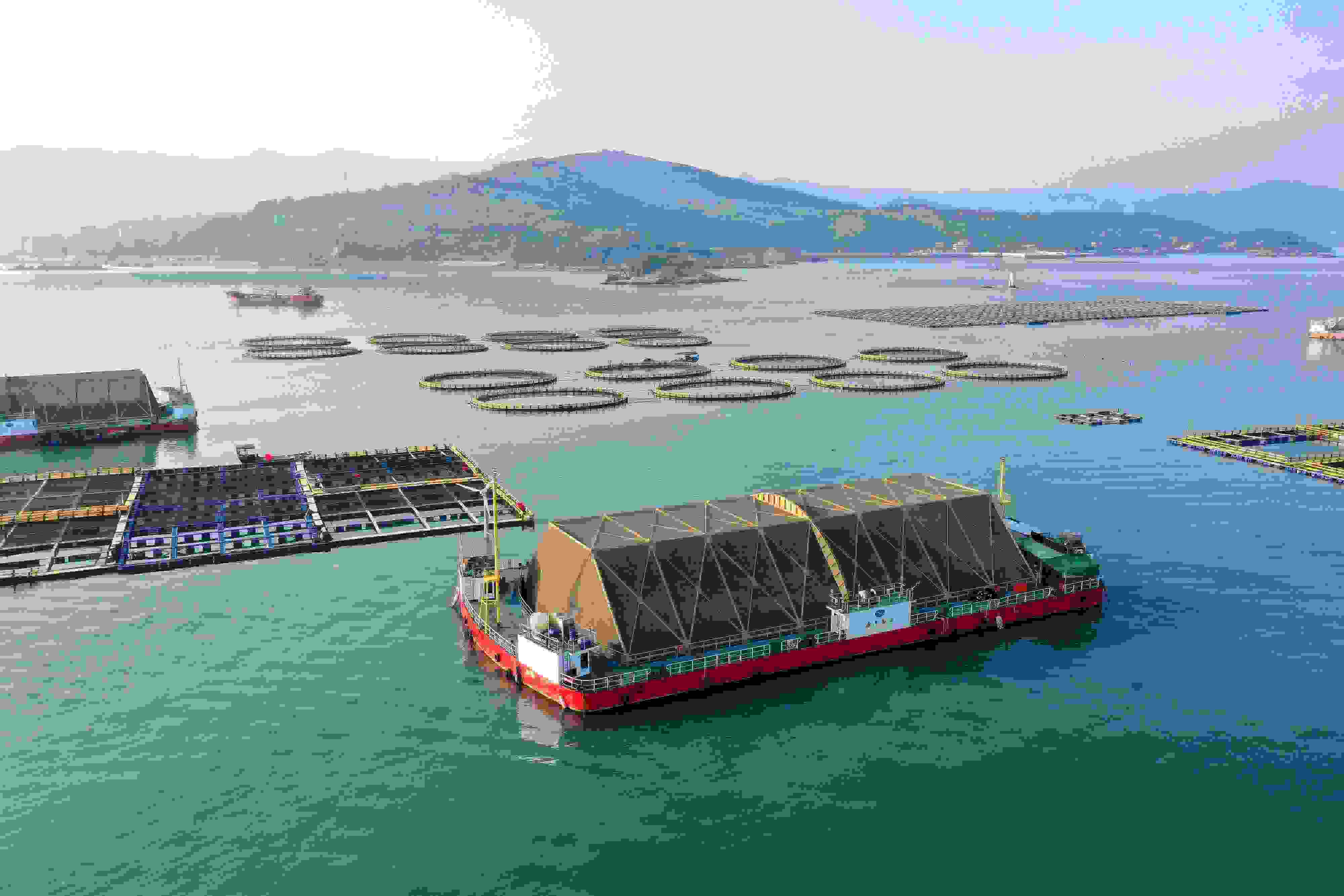 2024年9月10日拍攝的福建省福州市連江縣定海灣海域的現(xiàn)代化“海上糧倉”。