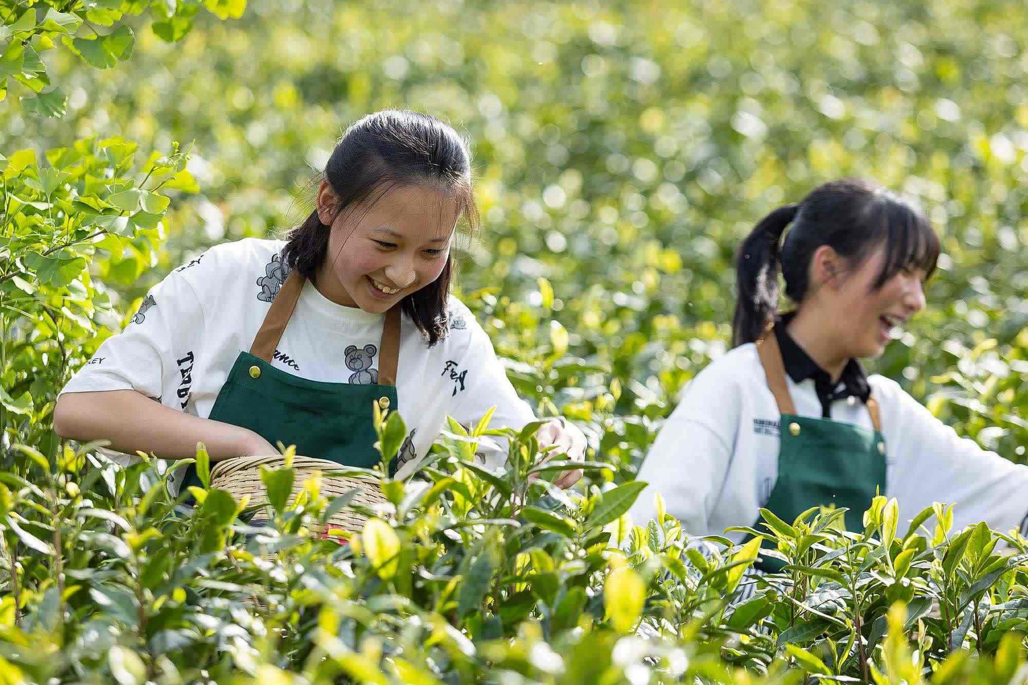 浙江安吉，游客在茶園里體驗采茶