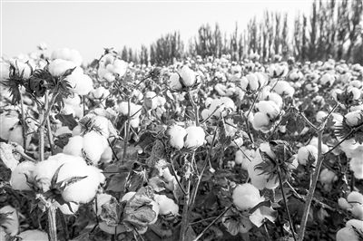 圖為新疆阿克蘇棉田。新研究揭示了GhEXL3基因調(diào)控棉纖維伸長的分子機(jī)制，為棉纖維品質(zhì)遺傳改良提供了重要理論依據(jù)。視覺中國供圖