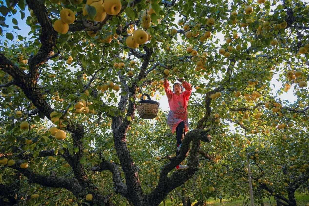 2024年10月4日，安徽省宿州市碭山縣程莊鎮(zhèn)衡樓村百年老梨園里，梨農在忙著采摘酥梨。來源:人民圖片