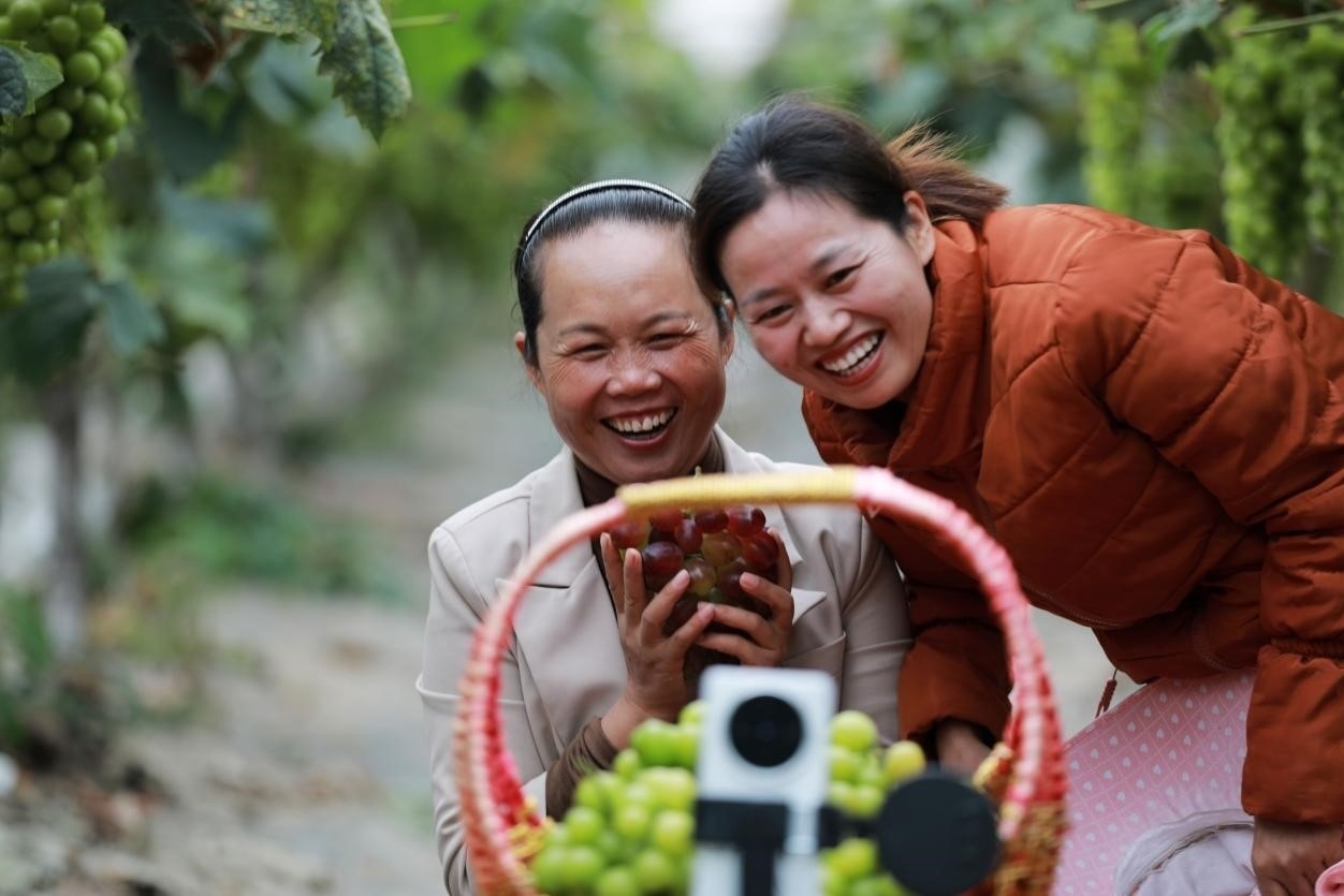 2024年10月6日，果農在貴州省黔西市金碧鎮(zhèn)新蘭村葡萄園里進行直播銷售。來源：人民圖片