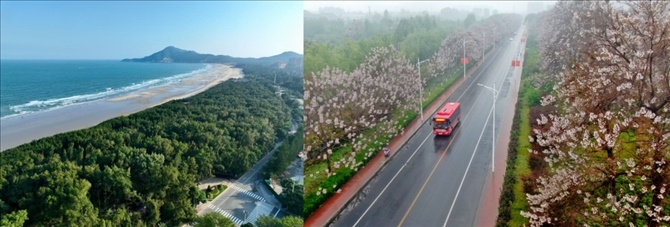 拼版照片：左圖為位于東山縣金鑾灣沿岸的木麻黃防護(hù)林帶（無人機(jī)照片，新華社記者 姜克紅 攝）；右圖為2021年4月20日在蘭考縣焦裕祿干部學(xué)院附近拍攝的泡桐花（無人機(jī)照片，新華社記者 郝源 攝）。