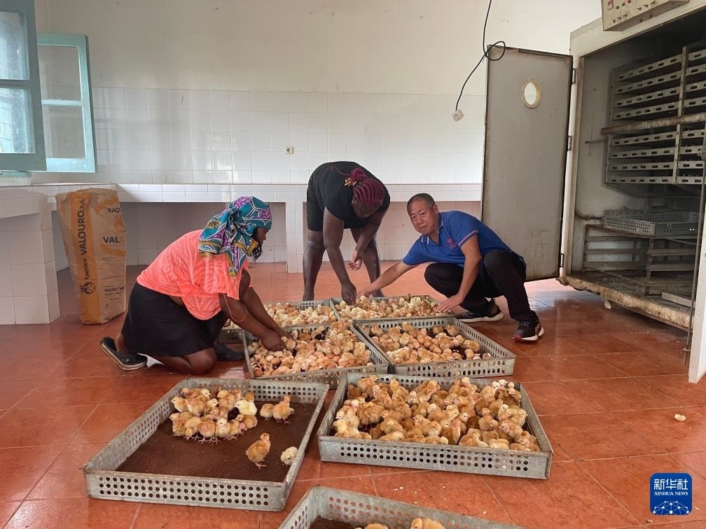 中國援圣普農牧業(yè)技術項目組專家在圣多美和普林西比家禽繁育中心指導雛雞人工孵化技術（2024年10月8日攝）。新華社發(fā)（中國援圣普農技組供圖）