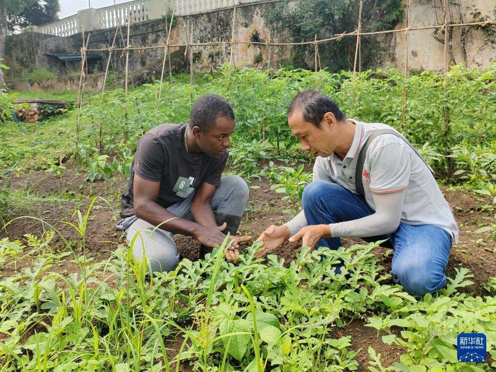 中國援圣普農牧業(yè)技術項目組專家彭杰（右）在圣多美和普林西比的梅佐希大區(qū)指導蔬菜種植戶改善田間管理技術（2024年1月25日攝）。新華社發(fā)（中國援圣普農技組供圖）