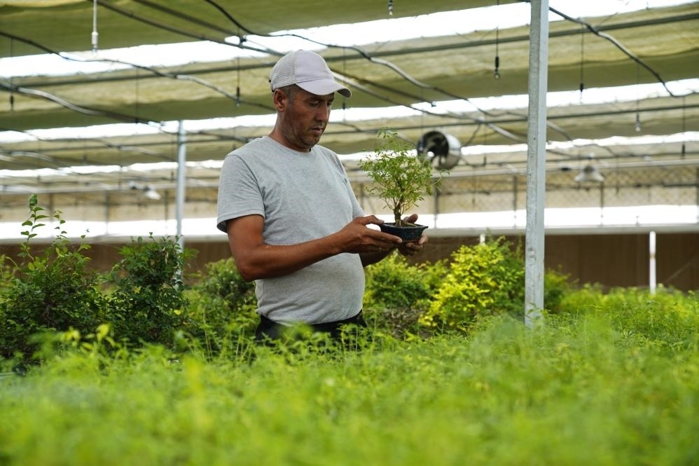 7月28日，在烏茲別克斯坦錫爾河州的上合組織農(nóng)業(yè)基地中烏現(xiàn)代農(nóng)業(yè)科技示范園，工作人員檢查盆栽植物。新華社發(fā)（扎法爾攝）